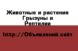 Животные и растения Грызуны и Рептилии